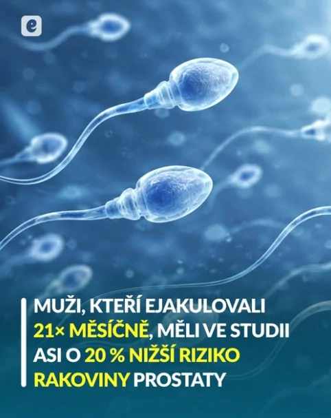 caligula Žlutá