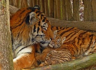 produkt se starými variantami